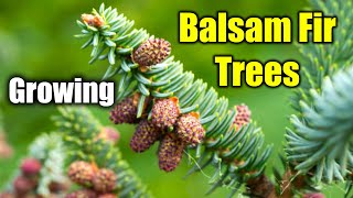 Balsam Fir Gardening The Joy of Growing Balsam Fir Trees [upl. by Eidolem327]