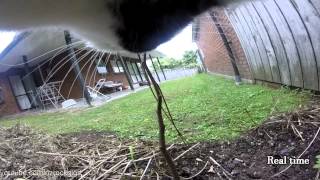 Cat takes GoPro for a walk 30mins of a cats life into 9mins [upl. by Alya770]