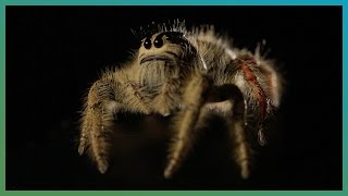 Worlds Biggest Jumping Spider In Slow Motion  Earth Unplugged [upl. by Thormora]