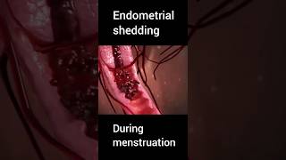 Normal period menstrual cycle [upl. by Nnyre]