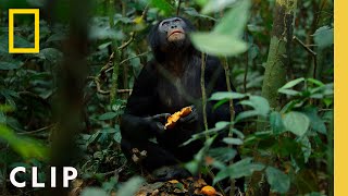 Bonobos Hunt Down Colobus Monkeys  Queens  National Geographic [upl. by Marina294]