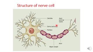 Autonomic pharmacology part 1 [upl. by Artie]