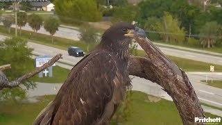 E23 today is 85 days old 183620240325 Southwest Florida Eagle Cam [upl. by Childers679]