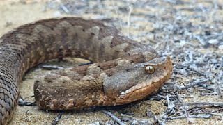 Venomous NoseHorned Viper Vipera ammodytes Herping Corfu Part 1 [upl. by Rheinlander]