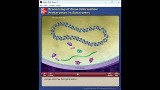 Xử lý thông tin gen của Prokaryote so với Eukaryote [upl. by Arodnahs]