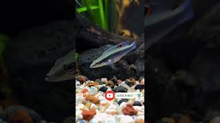 crenicichla notophthalmus cichlid ikanhias iwakiwak iwak2 short shorts shortsvideo youtube [upl. by Cate368]