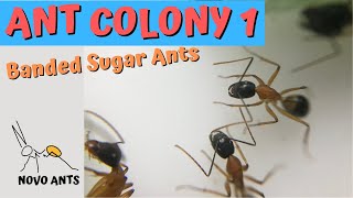 Ant colony Camponotus Consobrinus  Banded Sugar Ants  Queen Scarlet [upl. by Laney587]