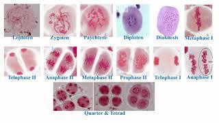 Stages of Meiosis Divisions [upl. by Ruddy]