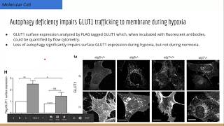 Autophagy Required for GLUT1 Translocation to Membrane and TBC1D5 Inhibition [upl. by Mcferren]