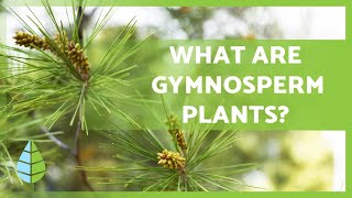 GYMNOSPERM PLANTS 🌲 Characteristics Examples Reproduction and more [upl. by Heurlin]