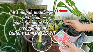 Cara Ampuh Membasmi Ulat Bulu pada Tanaman menggunakan DuPont Lannate 25 WP [upl. by Gairc]