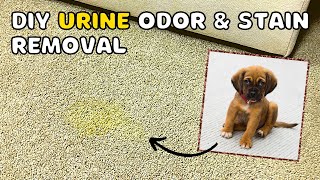 Remove Pet Urine Odours From Carpet [upl. by Ennaillek]