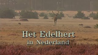 Het Edelhert in Nederland [upl. by Acimot903]