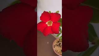 Resultado do uso do cloreto de potássio vermelho adenium flores rosadodeserto plantas flowers [upl. by Milissent]