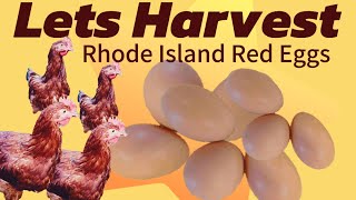 Harvest Rhode Island Red Eggsorganicchicken chicken [upl. by Calli]