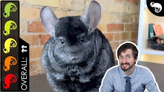 Chinchilla The Best Pet Mammal [upl. by Hayott983]