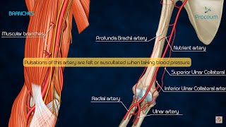 Anatomy of Brachial Artery  Origin  Course  Branches and Relations  USMLE  FMGE and Neet PG [upl. by Wehner]