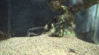 アメリカナマズ Channel catfish かすみがうら市水族館 Kasumigaura City Aquarium [upl. by Marr258]