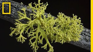 Whats in a Lichen How Scientists Got It Wrong for 150 Years  Short Film Showcase [upl. by Gnilsia126]