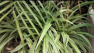 Indoor spider plant carepropagation maintainair purifier secrets of growth [upl. by Yhpos]