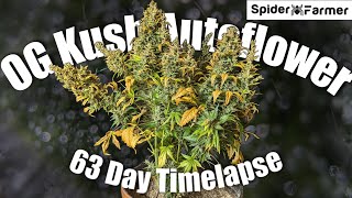 Timelapse  Seed to Harvest 200g Dry  OG Kush Autoflower Fastbuds  Spiderfarmer SF4000 [upl. by Goggin]