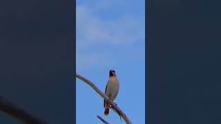 Cedar Waxwing Bird Northern Spring Migration [upl. by Mahalia]