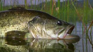 Fly Fishing with Top Water Frog Poppers  Legendary Alpine Bass By Todd Moen [upl. by Blau]