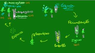 Briófitas Reprodução  Desenvolvimento do esporófito e dos gametófitos [upl. by Germann]