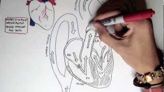 Cardiology  Heart Physiology I Cardiac Myocyte and Membrane Potential [upl. by Gnuhp]