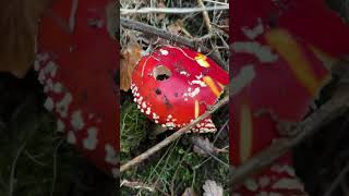 Beautiful Amanita muscaria mushroom on the side of the road 🍄😍 [upl. by Akcimat]