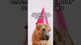 Have you heard about a dog breed called Shar Pei sharpei dogs china [upl. by Eustasius20]