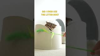 LuLu the Crazy Cat Is Living Proof That Cat ADHD Exists [upl. by Alihet987]