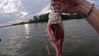 The Flatheads Have Returned Catfish tournament  Coosa River [upl. by Melody]