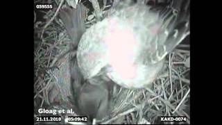 A shiny cowbird making a presunrise laying visit to a chalkbrowed mockingbird nest [upl. by Norling]