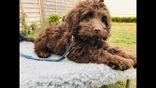 Rolo  10 Week Old Australian Labradoodle  6 Weeks Training amp Socialisation [upl. by Leuneb190]