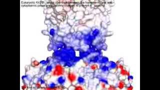 Eukaryotic Kir Inwardly rectifying potassium channel [upl. by Foss977]