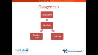 Regulacion Hormonal de la reproduccion [upl. by Stalker316]