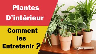 Comment Entretenir vos Plante dintérieur [upl. by Anomor744]