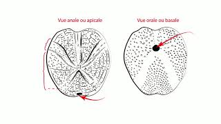 TP Paléontologie L2  Les Echinodermes par Mme RuaultDjerrab [upl. by Adnicul]