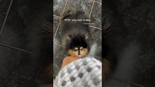 POV you own a dog 😆 pomeranian dog [upl. by Faun]