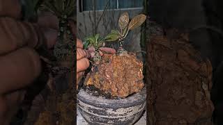 shortvideo cactosesuculentas dorstenia [upl. by Wilfreda]