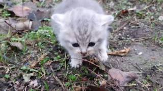 UNE FAMILLE TROUVE UN CHATON ABANDONNE TROP MIGNON 😍😍😿😿 [upl. by Ausoj]