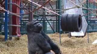 Paignton Zoo Gorilla On The Move [upl. by Rosabella515]