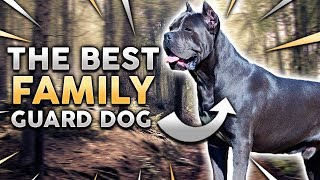 CANE CORSO The Best Family Guard Dog [upl. by Einegue]