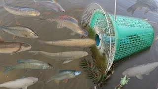 Creative Girl Make Fish Trap Using PVC  Fan Guard  Basket To Catch A Lot of Fish [upl. by Ynoyrb]