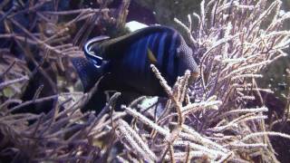 Red Sea Sailfin Tang Zebrasoma desjardinii  Indischer Segelflossendoktor [upl. by Yznil]