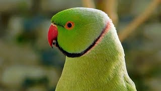 Talking Parrot Sounds [upl. by Declan]