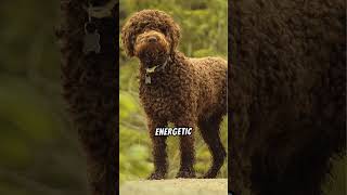 Why Lagotto Romagnolos Make Great Pets [upl. by Nnylsoj334]