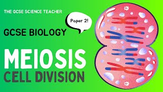 GCSE Biology Meiosis AQA OCR Edexcel [upl. by Danita468]