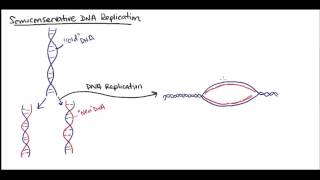 Semiconservative DNA replication [upl. by Ynamreg]